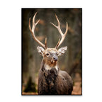 Stunning Red Deer Portrait Wildlife Painting